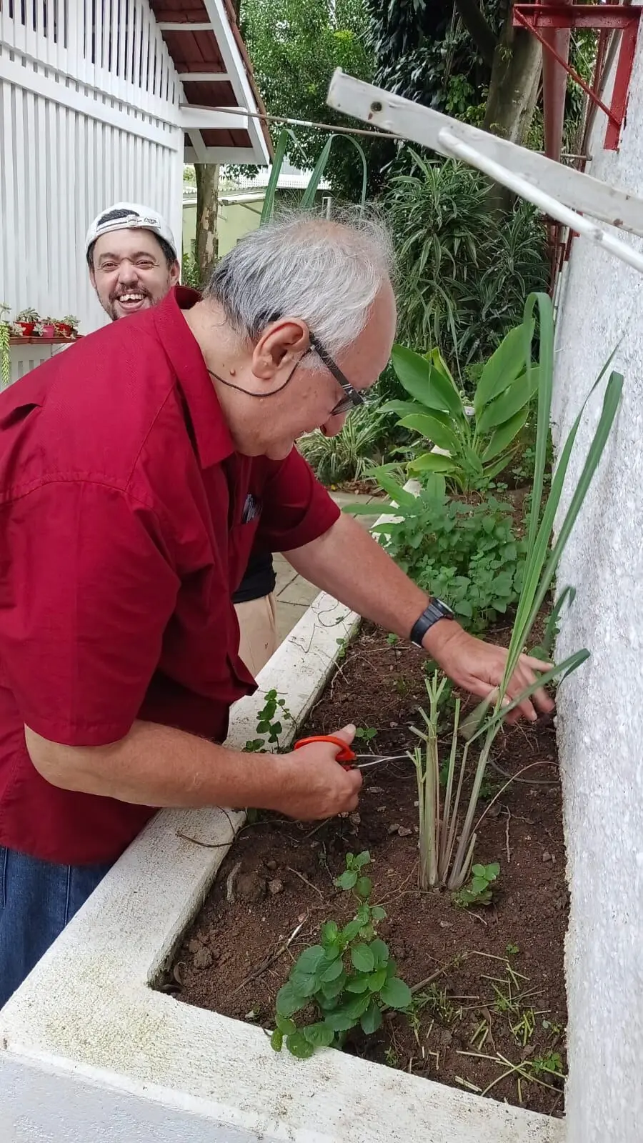 Horta de temperos